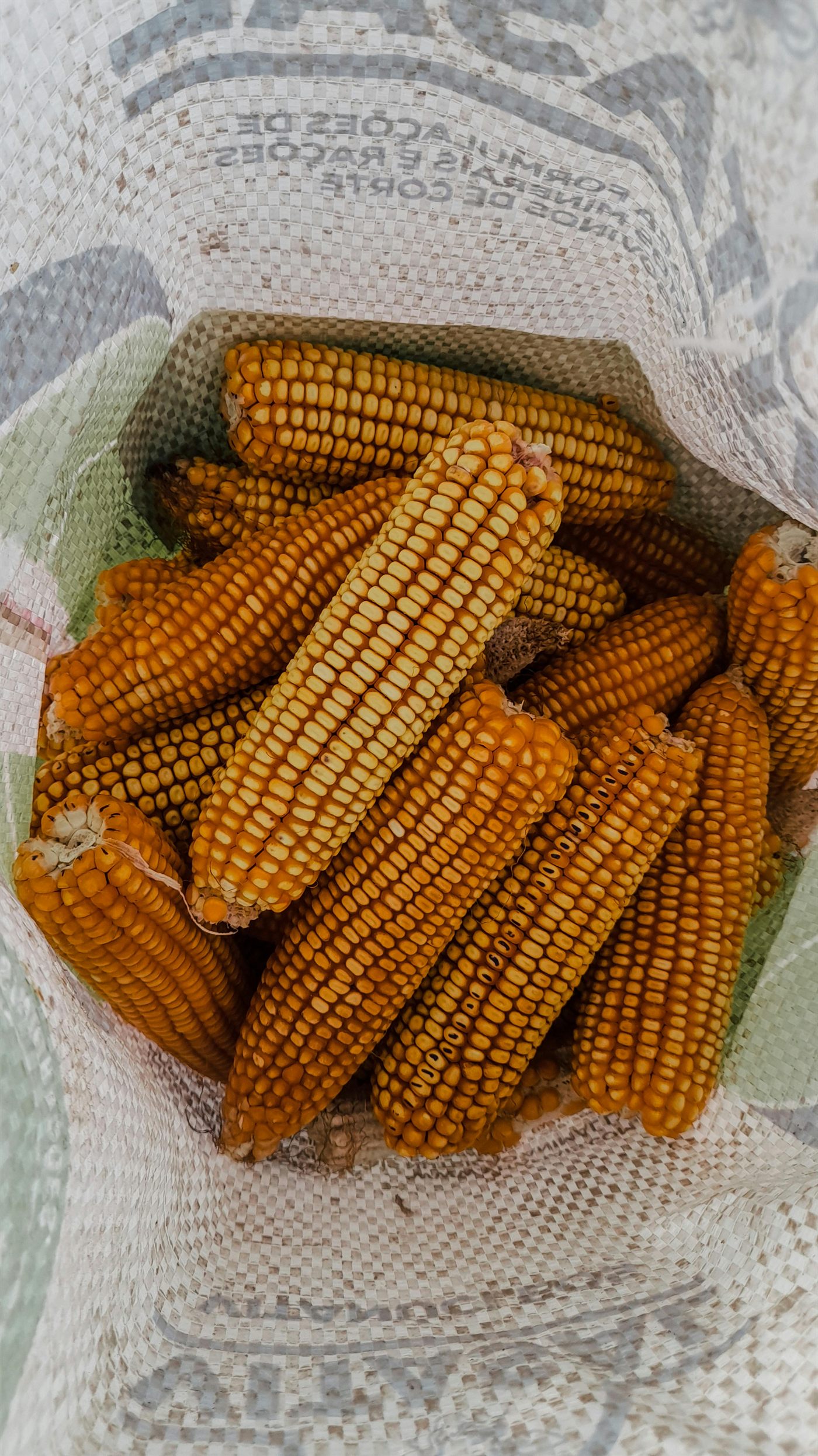 Espigas de milho ensacadas após a colheita